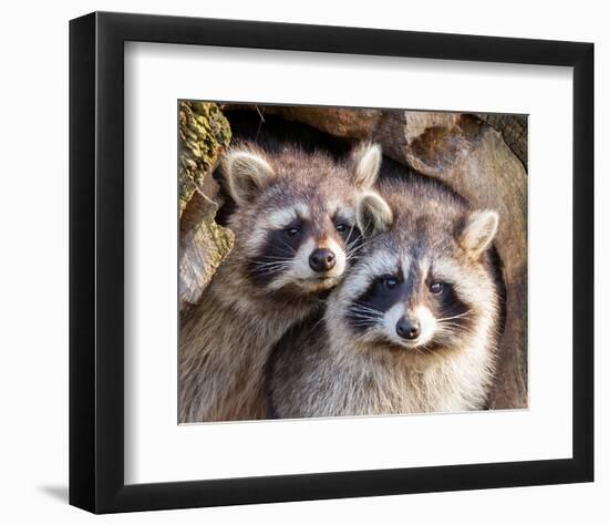 Adult Raccoon Nest Closeup-null-Framed Art Print