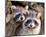 Adult Raccoon Nest Closeup-null-Mounted Art Print