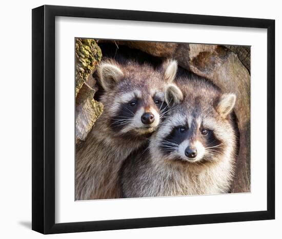 Adult Raccoon Nest Closeup-null-Framed Art Print