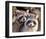 Adult Raccoon Nest Closeup-null-Framed Art Print