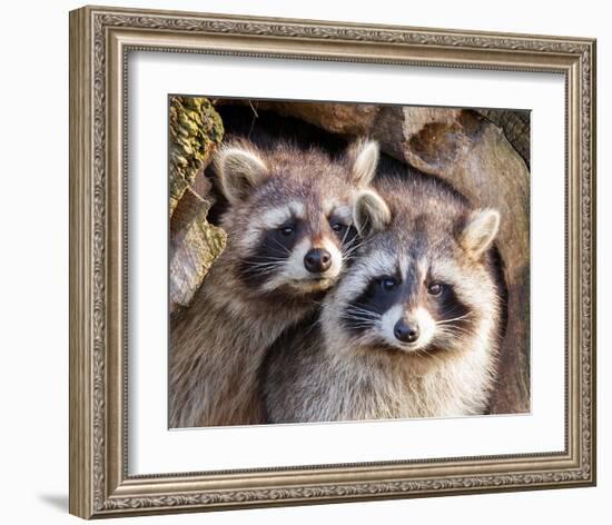 Adult Raccoon Nest Closeup-null-Framed Art Print