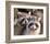 Adult Raccoon Nest Closeup-null-Framed Art Print