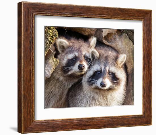 Adult Raccoon Nest Closeup-null-Framed Art Print