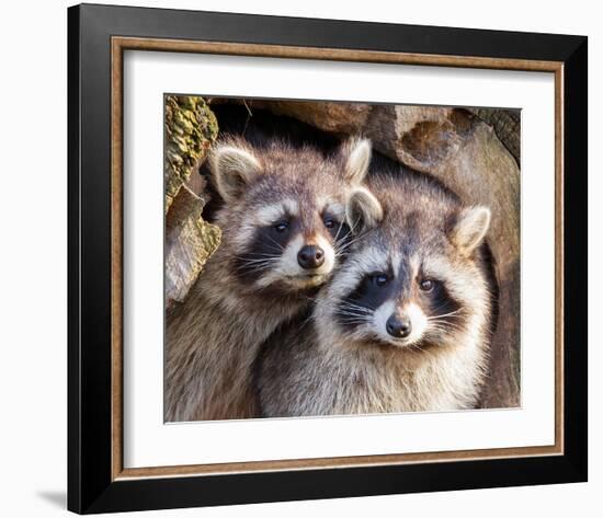 Adult Raccoon Nest Closeup-null-Framed Art Print