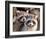 Adult Raccoon Nest Closeup-null-Framed Art Print