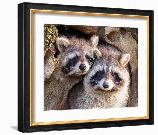 Adult Raccoon Nest Closeup-null-Framed Art Print