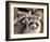 Adult Raccoon Nest Closeup-null-Framed Art Print