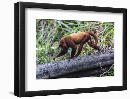 Adult red howler monkey (Alouatta seniculus), San Miguel Cao, Loreto, Peru, South America-Michael Nolan-Framed Photographic Print