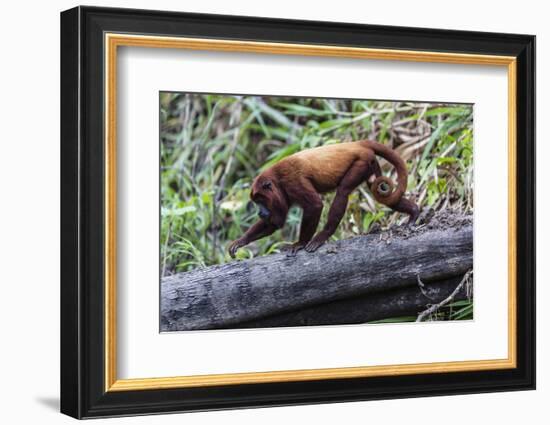 Adult red howler monkey (Alouatta seniculus), San Miguel Cao, Loreto, Peru, South America-Michael Nolan-Framed Photographic Print