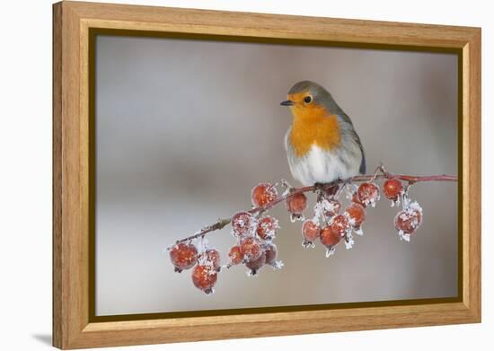 Adult Robin (Erithacus Rubecula) in Winter, Perched on Twig with Frozen Crab Apples, Scotland, UK-Mark Hamblin-Framed Premier Image Canvas