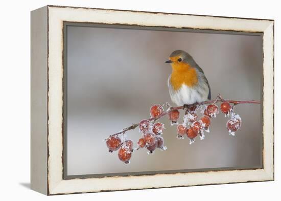 Adult Robin (Erithacus Rubecula) in Winter, Perched on Twig with Frozen Crab Apples, Scotland, UK-Mark Hamblin-Framed Premier Image Canvas