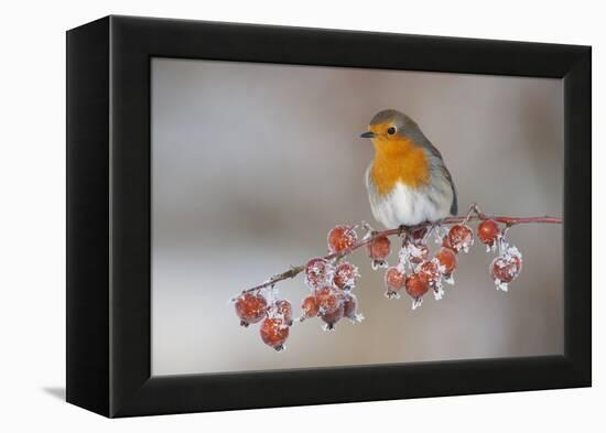 Adult Robin (Erithacus Rubecula) in Winter, Perched on Twig with Frozen Crab Apples, Scotland, UK-Mark Hamblin-Framed Premier Image Canvas