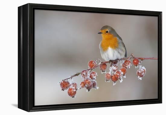 Adult Robin (Erithacus Rubecula) in Winter, Perched on Twig with Frozen Crab Apples, Scotland, UK-Mark Hamblin-Framed Premier Image Canvas