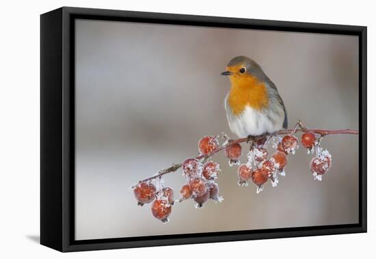 Adult Robin (Erithacus Rubecula) in Winter, Perched on Twig with Frozen Crab Apples, Scotland, UK-Mark Hamblin-Framed Premier Image Canvas