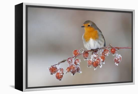 Adult Robin (Erithacus Rubecula) in Winter, Perched on Twig with Frozen Crab Apples, Scotland, UK-Mark Hamblin-Framed Premier Image Canvas