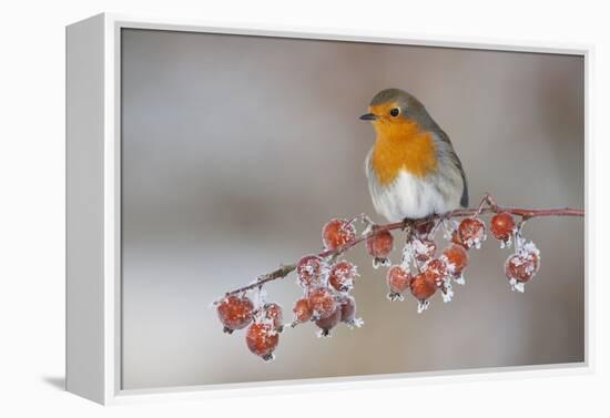 Adult Robin (Erithacus Rubecula) in Winter, Perched on Twig with Frozen Crab Apples, Scotland, UK-Mark Hamblin-Framed Premier Image Canvas