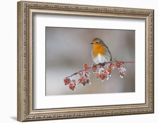 Adult Robin (Erithacus Rubecula) in Winter, Perched on Twig with Frozen Crab Apples, Scotland, UK-Mark Hamblin-Framed Photographic Print