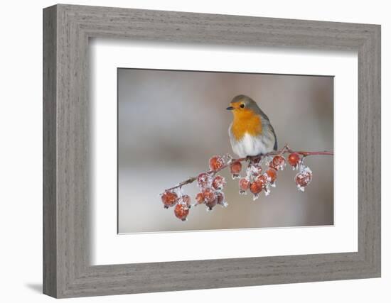 Adult Robin (Erithacus Rubecula) in Winter, Perched on Twig with Frozen Crab Apples, Scotland, UK-Mark Hamblin-Framed Photographic Print