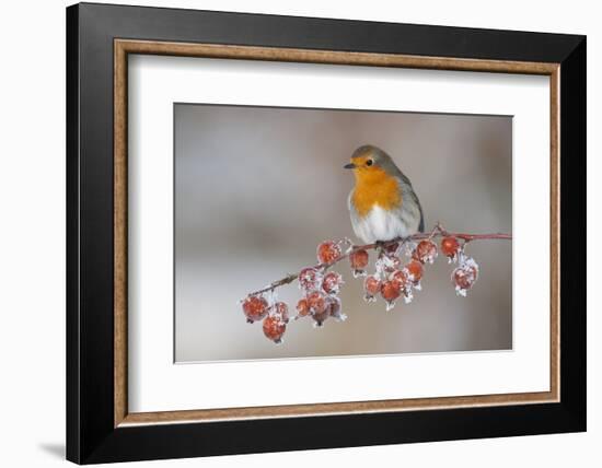 Adult Robin (Erithacus Rubecula) in Winter, Perched on Twig with Frozen Crab Apples, Scotland, UK-Mark Hamblin-Framed Photographic Print