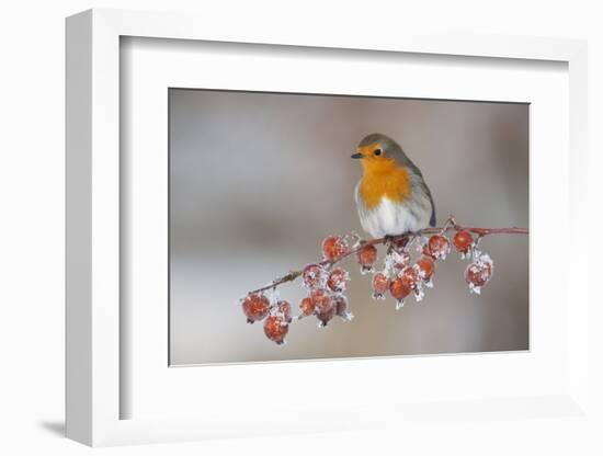 Adult Robin (Erithacus Rubecula) in Winter, Perched on Twig with Frozen Crab Apples, Scotland, UK-Mark Hamblin-Framed Photographic Print