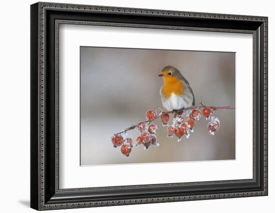 Adult Robin (Erithacus Rubecula) in Winter, Perched on Twig with Frozen Crab Apples, Scotland, UK-Mark Hamblin-Framed Photographic Print