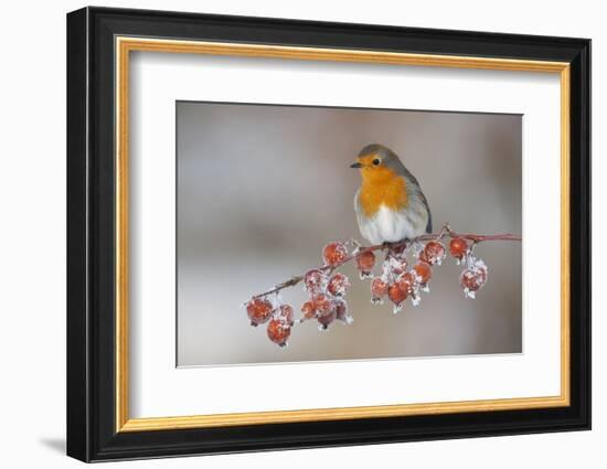 Adult Robin (Erithacus Rubecula) in Winter, Perched on Twig with Frozen Crab Apples, Scotland, UK-Mark Hamblin-Framed Photographic Print