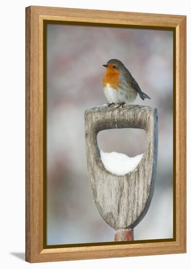 Adult Robin (Erithacus Rubecula) Perched on Spade Handle in the Snow in Winter, Scotland, UK-Mark Hamblin-Framed Premier Image Canvas