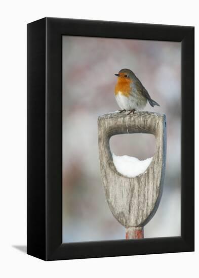 Adult Robin (Erithacus Rubecula) Perched on Spade Handle in the Snow in Winter, Scotland, UK-Mark Hamblin-Framed Premier Image Canvas