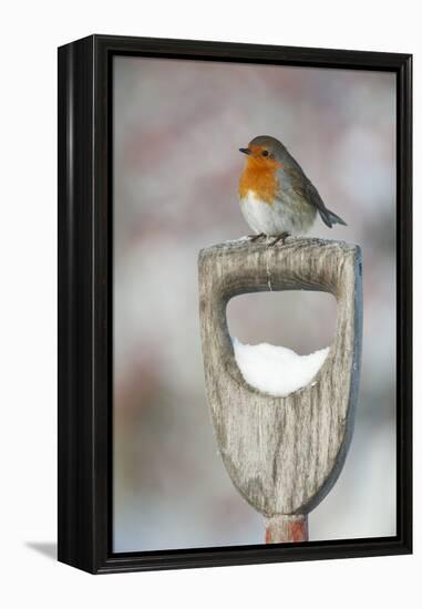 Adult Robin (Erithacus Rubecula) Perched on Spade Handle in the Snow in Winter, Scotland, UK-Mark Hamblin-Framed Premier Image Canvas