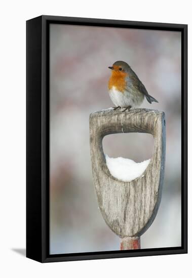 Adult Robin (Erithacus Rubecula) Perched on Spade Handle in the Snow in Winter, Scotland, UK-Mark Hamblin-Framed Premier Image Canvas