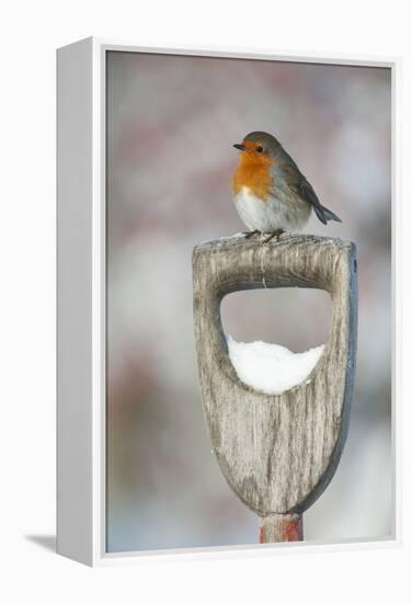 Adult Robin (Erithacus Rubecula) Perched on Spade Handle in the Snow in Winter, Scotland, UK-Mark Hamblin-Framed Premier Image Canvas