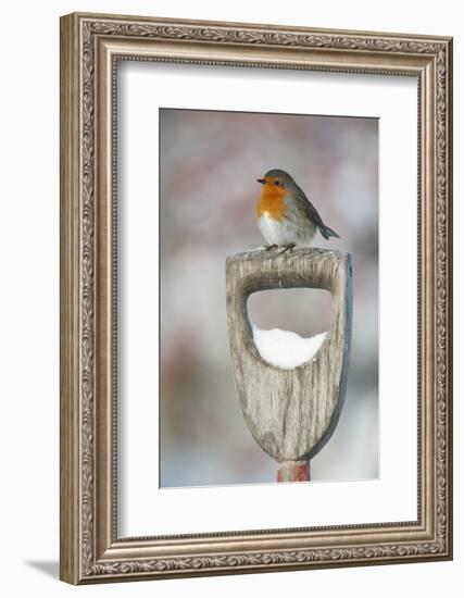 Adult Robin (Erithacus Rubecula) Perched on Spade Handle in the Snow in Winter, Scotland, UK-Mark Hamblin-Framed Photographic Print