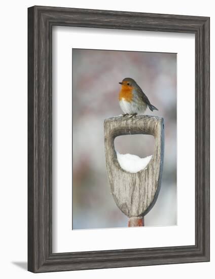 Adult Robin (Erithacus Rubecula) Perched on Spade Handle in the Snow in Winter, Scotland, UK-Mark Hamblin-Framed Photographic Print