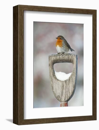 Adult Robin (Erithacus Rubecula) Perched on Spade Handle in the Snow in Winter, Scotland, UK-Mark Hamblin-Framed Photographic Print