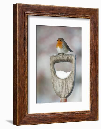 Adult Robin (Erithacus Rubecula) Perched on Spade Handle in the Snow in Winter, Scotland, UK-Mark Hamblin-Framed Photographic Print