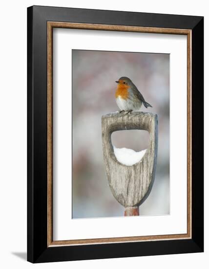 Adult Robin (Erithacus Rubecula) Perched on Spade Handle in the Snow in Winter, Scotland, UK-Mark Hamblin-Framed Photographic Print