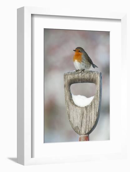 Adult Robin (Erithacus Rubecula) Perched on Spade Handle in the Snow in Winter, Scotland, UK-Mark Hamblin-Framed Photographic Print