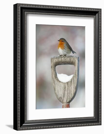 Adult Robin (Erithacus Rubecula) Perched on Spade Handle in the Snow in Winter, Scotland, UK-Mark Hamblin-Framed Photographic Print