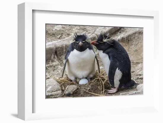 Adult Rockhopper Penguins (Eudyptes Chrysocome) at Nesting Site on New Island, Falkland Islands-Michael Nolan-Framed Photographic Print