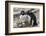 Adult Rockhopper Penguins (Eudyptes Chrysocome) at Nesting Site on New Island, Falkland Islands-Michael Nolan-Framed Photographic Print