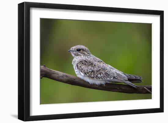 Adult sand-colored nighthawk , Puerto Miguel, Upper Amazon River Basin, Loreto, Peru-Michael Nolan-Framed Photographic Print