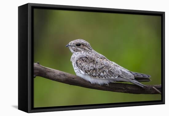 Adult sand-colored nighthawk , Puerto Miguel, Upper Amazon River Basin, Loreto, Peru-Michael Nolan-Framed Premier Image Canvas