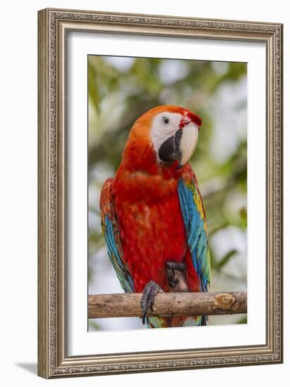 Adult scarlet macaw (Ara macao), Amazon National Park, Loreto, Peru, South America-Michael Nolan-Framed Photographic Print