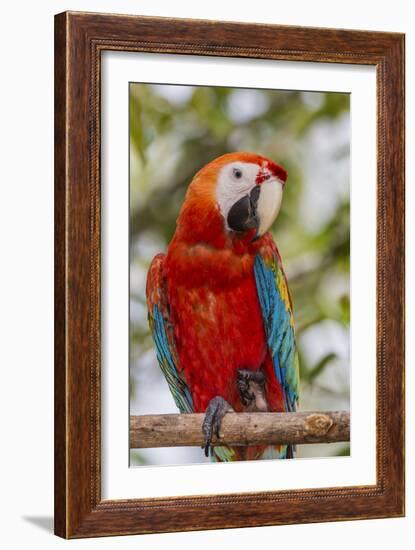 Adult scarlet macaw (Ara macao), Amazon National Park, Loreto, Peru, South America-Michael Nolan-Framed Photographic Print