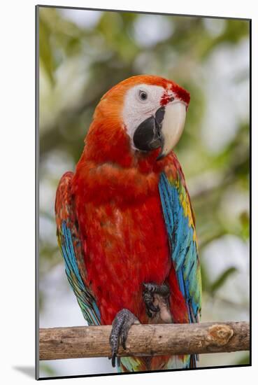 Adult scarlet macaw (Ara macao), Amazon National Park, Loreto, Peru, South America-Michael Nolan-Mounted Photographic Print