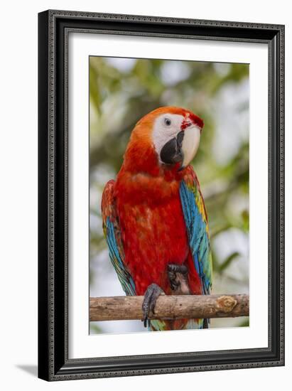 Adult scarlet macaw (Ara macao), Amazon National Park, Loreto, Peru, South America-Michael Nolan-Framed Photographic Print