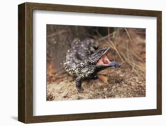 Adult Shingleback Lizard Threat Display Showing Blue Tongue Trachydosaurus Rugosus)-Steven David Miller-Framed Photographic Print