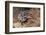 Adult Shingleback Lizard Threat Display Showing Blue Tongue Trachydosaurus Rugosus)-Steven David Miller-Framed Photographic Print