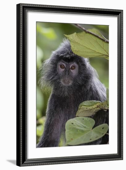 Adult Silvery Langur (Trachypithecus Cristatus) (Silvered Leaf Monkey), Malaysia-Michael Nolan-Framed Photographic Print