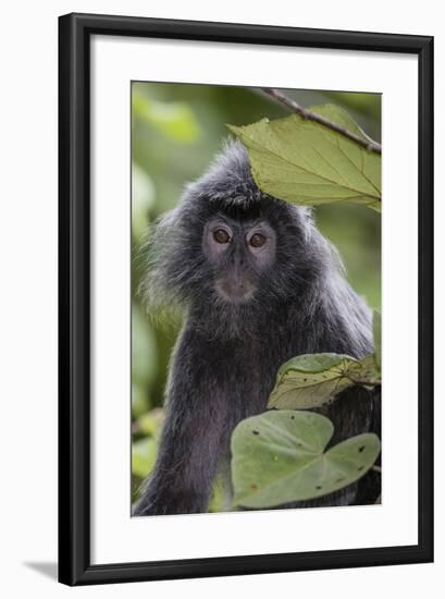 Adult Silvery Langur (Trachypithecus Cristatus) (Silvered Leaf Monkey), Malaysia-Michael Nolan-Framed Photographic Print